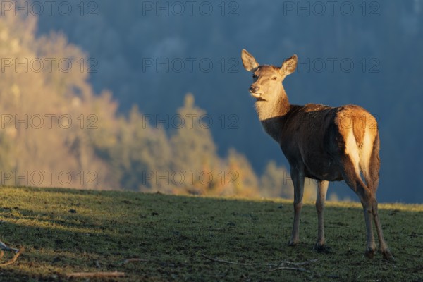 A female red deer (Cervus elaphus) stands in a meadow in the low light of a winter's day and looks back. A forest can be seen in the background