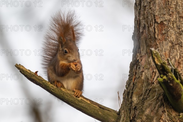 Squirrel (Sciurus vulgaris) sitting on a branch and holding a hazelnut in its paws, Baden-Württemberg