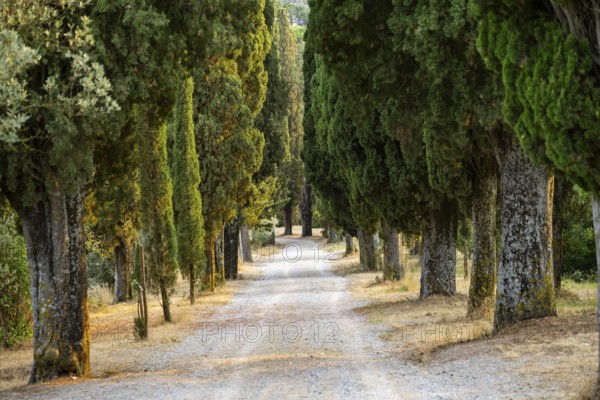 Road going through cypress trees up to the village of Montepulciano, Tuscany, Italy, Europe