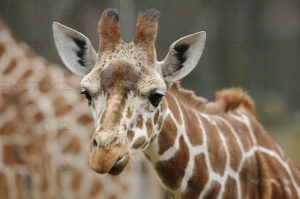 Close-up of a giraffe face with distinctive fur and curious look, reticulated giraffe (Giraffa camelopardalis reticulata), captive