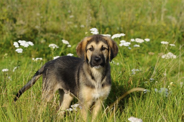 A young puppy stands in a meadow surrounded by white flowers, mixed breed dog, Upper Palatinate