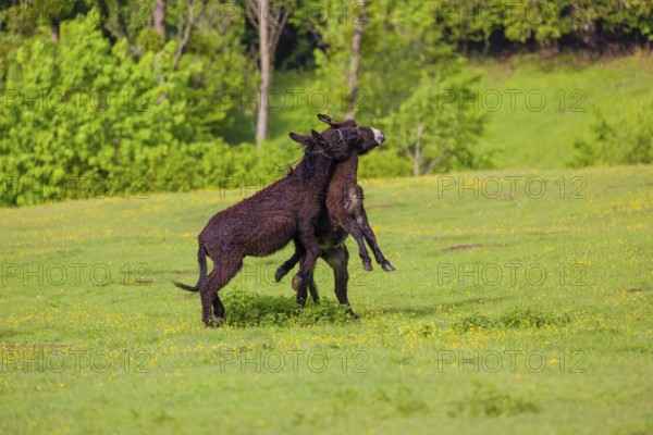 Two mixed breed donkey stallions fight