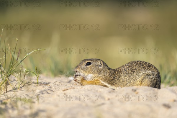 European ground squirrel (Spermophilus citellus) or European souslik sitting on sand and in tall grass feeding on seeds