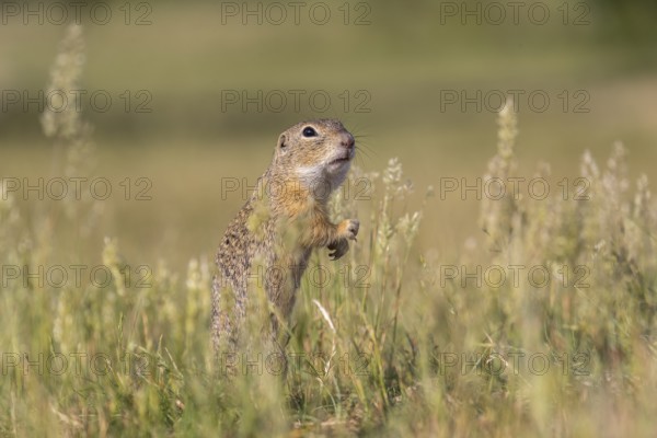 One European ground squirrel (Spermophilus citellus) or European souslik standing erected in tall grass feeding on seeds
