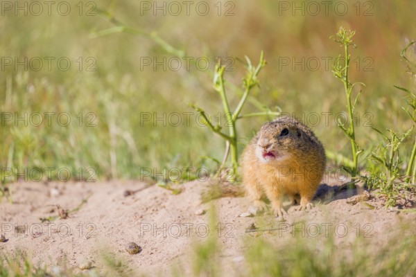 A European ground squirrel (Spermophilus citellus) or European souslik sits in front of its den watching the surrounding area