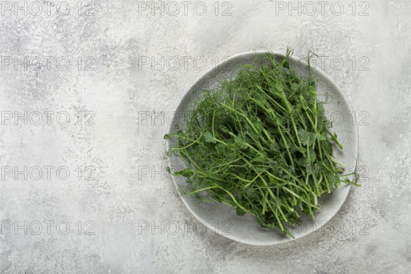 Green pea shoots are neatly arranged on a light grey plate, showcasing their vibrant color and delicate texture against a simple textured backdrop, perfect for cooking