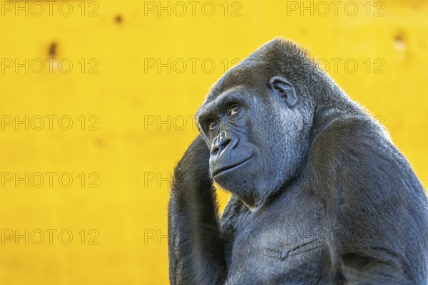 A gorilla is standing in front of a yellow wall. The gorilla is looking at the camera and he is thinking
