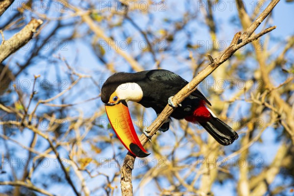 Giant toucan (Ramphastos toco) Pantanal Brazil