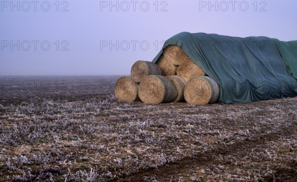 Hay bales, round bales, hay, covered, on field, hoar frost, hoarfrost, winter, wintry, Stuttgart, Baden-Württemberg, Germany, Europe