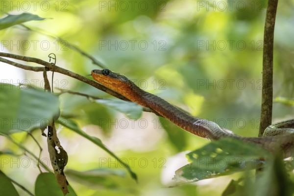 American whipsnake (Mastigodryas melanolomus), snake slithering on a branch, in the rainforest, Corcovado National Park, Osa, Puntarena Province, Costa Rica, Central America