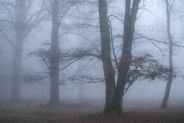 Beech trees in a foggy forest, Hohenlohe, Baden-Württemberg, Germany, Europe