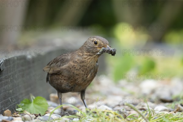 Common or Eurasian blackbird (Turdus merula) adult female bird collecting food in its beak from a garden, England, United Kingdom, Europe
