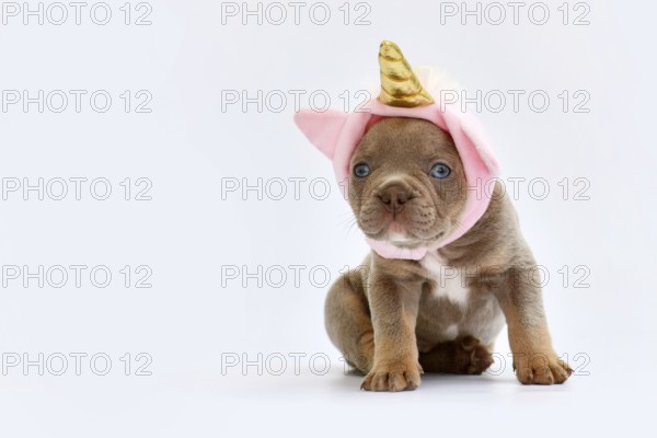 Cute French Bulldog dog puppy with cute pink unicorn hat with golden horn on white background with copy space