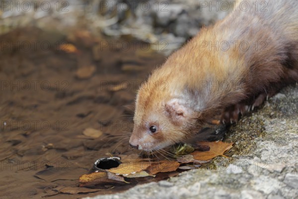 A female ferret (Mustela putorius furo) drinking from a little pond in a garden