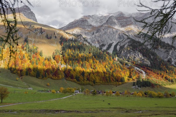 A forest in fall foliage behind the Eng alp, Eng valley, Tyrol, Austria, Europe