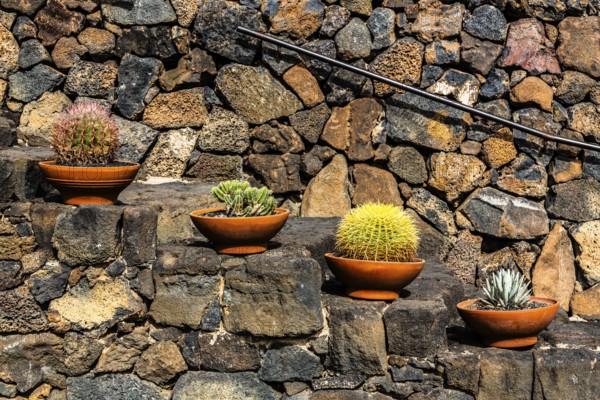 2016, Guatiza, Lanzarote, Jardin de Cactus by Cesar Manrique, ESP, Spain, Canary Islands, Canary Islands, Atlantic Ocean, Lanzarote, biosphere reserve, volcano, volcanism, volcanic island, island, recording date, Europe
