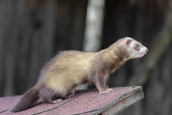 A ferret (Mustela putorius furo) sits on the roof of a garden hut, watching something