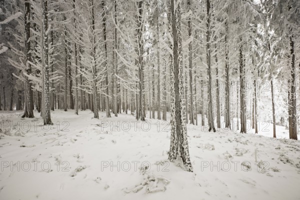 Forest in the snow and hoarfrost, Horben, Beinwil, Freiamt, Canton Aargau, Switzerland, Europe