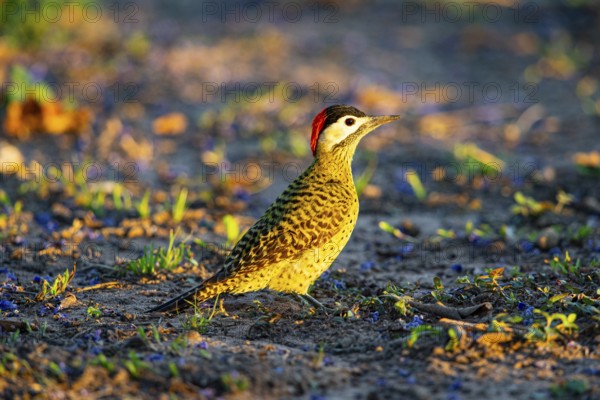 Green-banded Woodpecker (Colaptes melanochlorus) Pantanal Brazil
