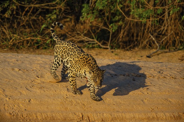 Jaguar (Panthera onca) Pantanal Brazil