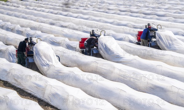 Asparagus harvest on the Lower Rhine, near Wesel, asparagus field under thermo foil, for faster growth, even in cold weather conditions, with the help of an asparagus spider the harvesters prick the asparagus, the machine lifts the foil tunnel and after pricking it puts the plastic foil back on the asparagus stem, North Rhine-Westphalia, Germany, Europe