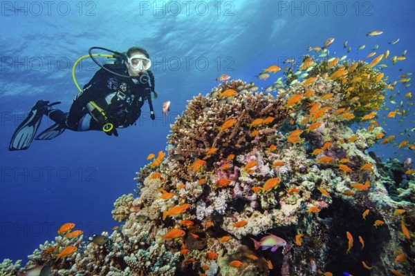 Diver looking at shoal of jewelled flagfish (Pseudanthias squamipinnis) swimming over coral block of stony corals (Scleractinia) in tropical coral reef, top right strongly nettling lattice fire coral (Millepora dichotoma), Red Sea, Soma Bay, Egypt, Africa