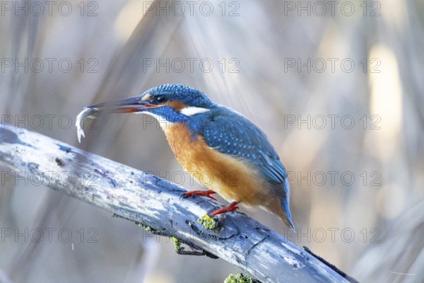 Kingfisher (Alcedo atthis) wbl Germany