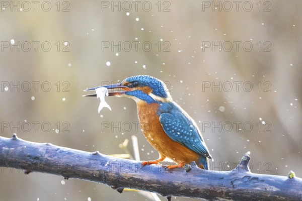 Kingfisher (Alcedo atthis) wbl Germany