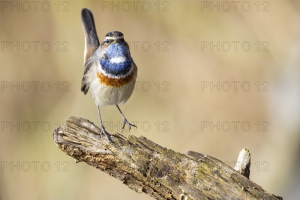 Bluethroat (Luscinia svecica cyanecula) Male Germany