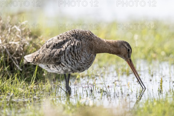 Black-tailed godwit (Limosa limosa), Lower Saxony, Germany, Europe