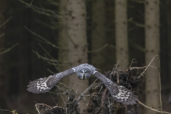 One great grey owl (Strix nebulosa) flying through a spruce forest