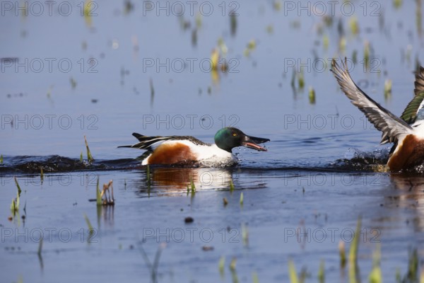 Northern Shoveler (Anas clypeata), male duck chasing another male duck away, on lake, island of Texel, Holland