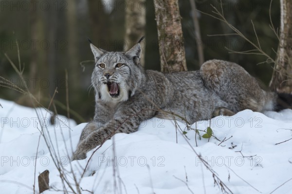 One Eurasian lynx, (Lynx lynx), resting on a snowy lookout in the forest, yawning