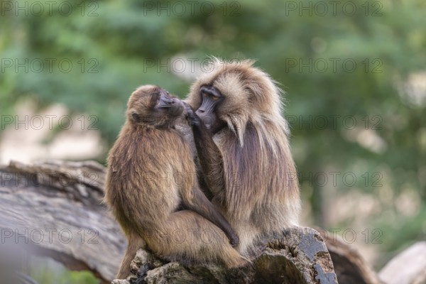 One adult male and one adult female Gelada (Theropithecus gelada), or bleeding-heart monkey sitting on a log grooming each other. A green forest in the background