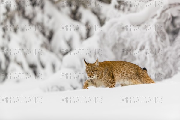 One young male Eurasian lynx, (Lynx lynx), walking over a deep snow covered meadow with a forest in the background