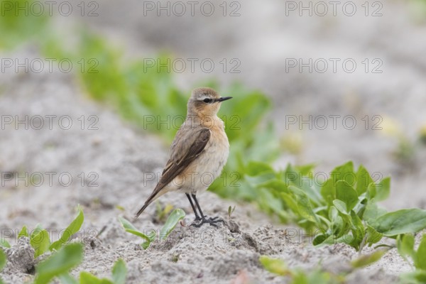Wheatear (Oenanthe Oenanthe), female, standing in crop of young plants, in late winter, on migration northwards, Texel, Holland