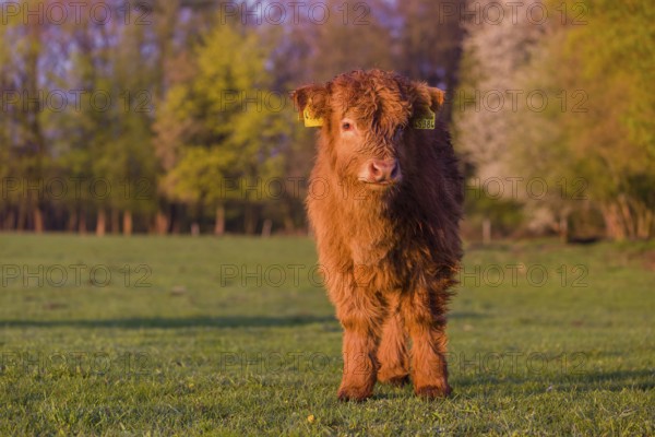 One Highland calf (Bos primigenius) taurus) stands on a meadow