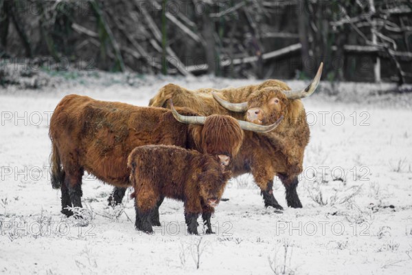 A family of Highland cattle (Bos primigenius), a bull, a cow and a calf are standing at the edge of the forest on a snow-covered pasture