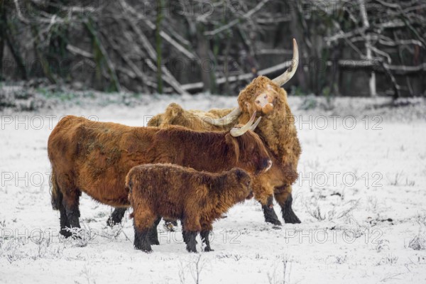 A family of Highland cattle (Bos primigenius), a bull, a cow and a calf are standing at the edge of the forest on a snow-covered pasture