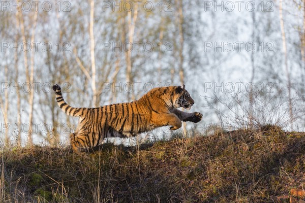 One young female Siberian Tiger, Panthera tigris altaica, running thru a birch tree forest. Hunting. Early morning light