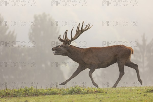 One Red Deer stag (Cervus elaphus) at the rutting season, running and calling. A forest in fall foliage and dense fog in the background