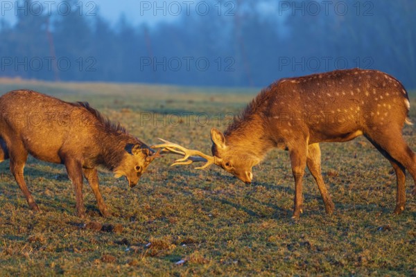 Two Dibowsky stags fighting on a meadow at sunrise, Cervus nippon hortulorum