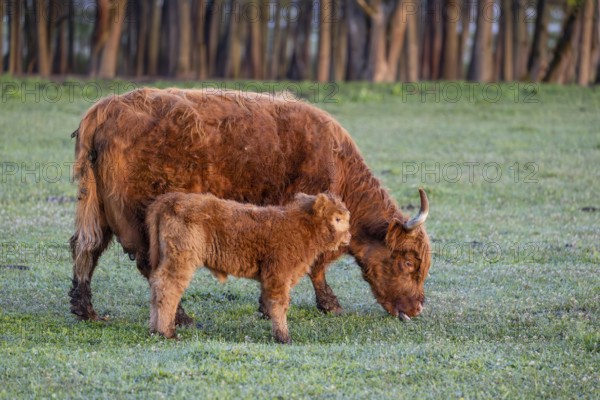 A Highland cow (Bos primigenius taurus) and her calf stand side by side on a meadow