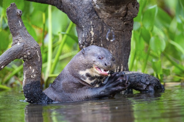Giant otter (Pteronura brasiliensis) Pantanal Brazil