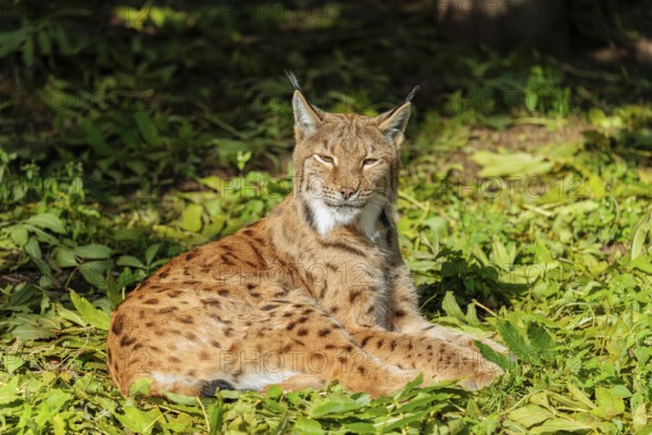 A Eurasian lynx (Lynx lynx) rests on a green meadow and enjoys the warmth of the early morning sun