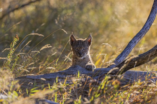 One young (10 weeks old) male Eurasian lynx, (Lynx lynx), walking over a rotten tree. Backlit condition