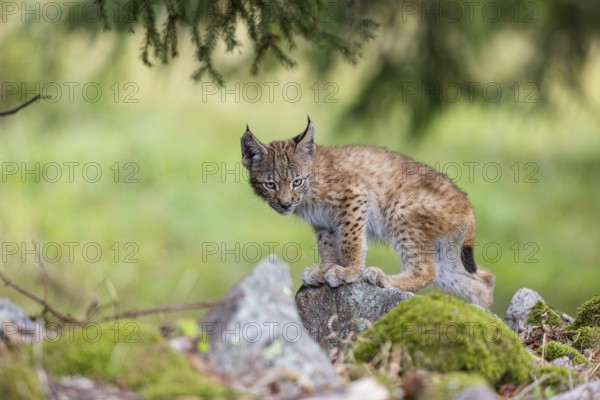 One young (10 weeks old) male Eurasian lynx, (Lynx lynx), walking along a forest edge