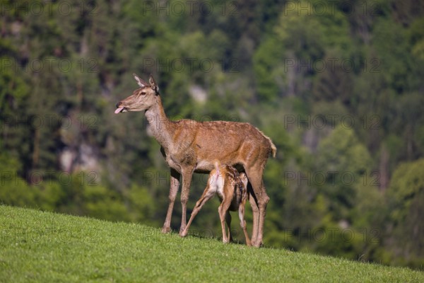 One red deer doe (Cervus elaphus) stands on a meadow and suckles her fawn. A forest in the distant background