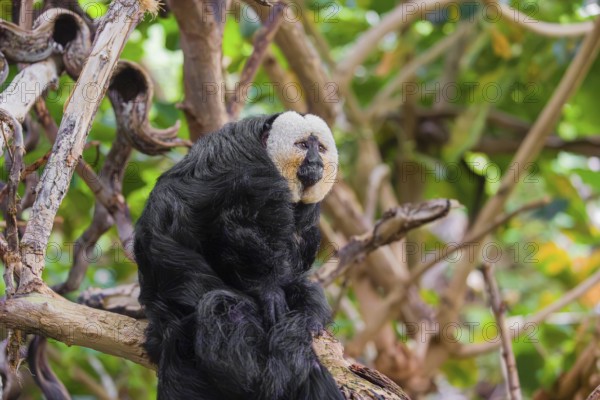 Portrait of a male white-faced saki (Pithecia pithecia) sitting in a tree