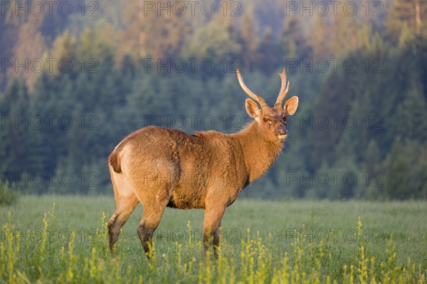 A Sambar stag (Rusa unicolor), stands on a meadow in first morning light